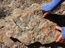 Geologists Update Textbooks With New Insights From Grand Canyon Cambrian Rocks