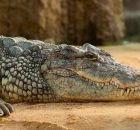 Sinuses Prevented Prehistoric Crocodile Relatives From Deep Diving