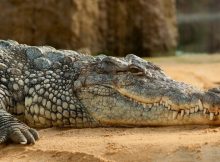 Sinuses Prevented Prehistoric Crocodile Relatives From Deep Diving