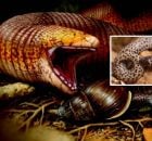 Fascinating Giant Worm Lizard Has Maintained A Snail Diet For Over 56 Million Years