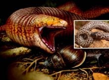 Fascinating Giant Worm Lizard Has Maintained A Snail Diet For Over 56 Million Years