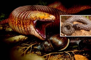 Fascinating Giant Worm Lizard Has Maintained A Snail Diet For Over 56 Million Years