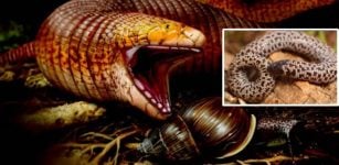 Fascinating Giant Worm Lizard Has Maintained A Snail Diet For Over 56 Million Years