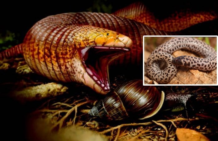 Fascinating Giant Worm Lizard Has Maintained A Snail Diet For Over 56 Million Years