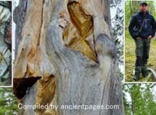 Engraved Trees Are Living Records Capturing The Rich History And Traditions Of The Sámi People