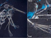 Leicester Paleontologists Have Reunited A Family Of Flying Reptiles Separated For 150 Million Years