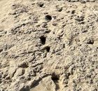 1. 5-Million-Year-Old Footprints Of Two Human Ancestor Species At The Same Location - Discovered