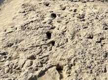 1. 5-Million-Year-Old Footprints Of Two Human Ancestor Species At The Same Location - Discovered