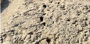 1. 5-Million-Year-Old Footprints Of Two Human Ancestor Species At The Same Location - Discovered