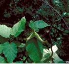 Genetic Study Of Native Hazelnut Challenges Misconceptions About Ancient Indigenous Land Use