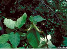 Genetic Study Of Native Hazelnut Challenges Misconceptions About Ancient Indigenous Land Use