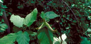 Genetic Study Of Native Hazelnut Challenges Misconceptions About Ancient Indigenous Land Use