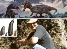 Tyrannosaur Teeth Discovered In Bexhill-On-Sea With Help Of Retired Quarryman