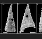 Oldest-Known Evolutionary 'Arms Race' - Revealed In Fossil Study