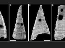 Oldest-Known Evolutionary 'Arms Race' - Revealed In Fossil Study