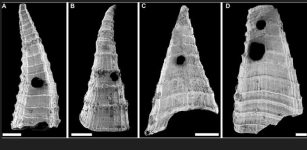 Oldest-Known Evolutionary 'Arms Race' - Revealed In Fossil Study