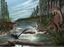 World’s Oldest Carcharodontosaur Fossils In Australia Rewrite Dinosaur Evolution