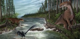 World’s Oldest Carcharodontosaur Fossils In Australia Rewrite Dinosaur Evolution