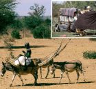 Fulani: One Of Africa's Largest Pastoral Populations - New Study