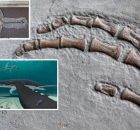 Soft Tissue From A 183 Million-Year-Old Jurassic Plesiosaur - Analysed