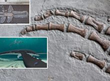 Soft Tissue From A 183 Million-Year-Old Jurassic Plesiosaur - Analysed