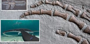 Soft Tissue From A 183 Million-Year-Old Jurassic Plesiosaur - Analysed