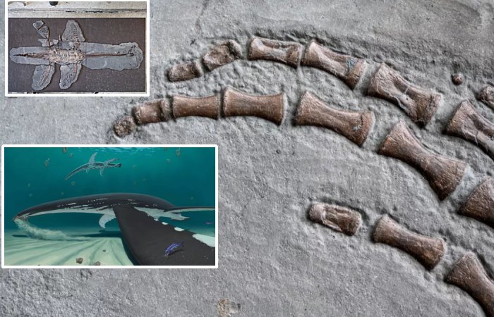 Soft Tissue From A 183 Million-Year-Old Jurassic Plesiosaur - Analysed