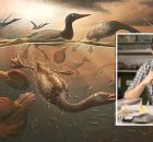 Cretaceous Fossil From Antarctica Reveals Earliest Modern Bird