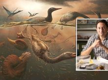 Cretaceous Fossil From Antarctica Reveals Earliest Modern Bird