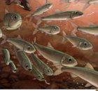 Last Supper Of 15-Million-Year-Old Freshwater Fish