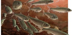 Last Supper Of 15-Million-Year-Old Freshwater Fish