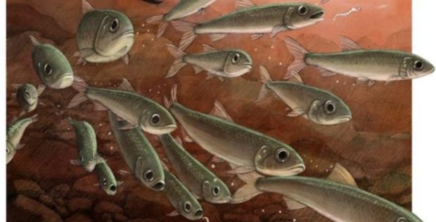 Last Supper Of 15-Million-Year-Old Freshwater Fish