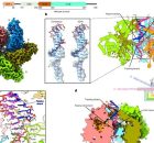 The Very First Steps Of DNA Replication - Observed