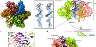 The Very First Steps Of DNA Replication - Observed