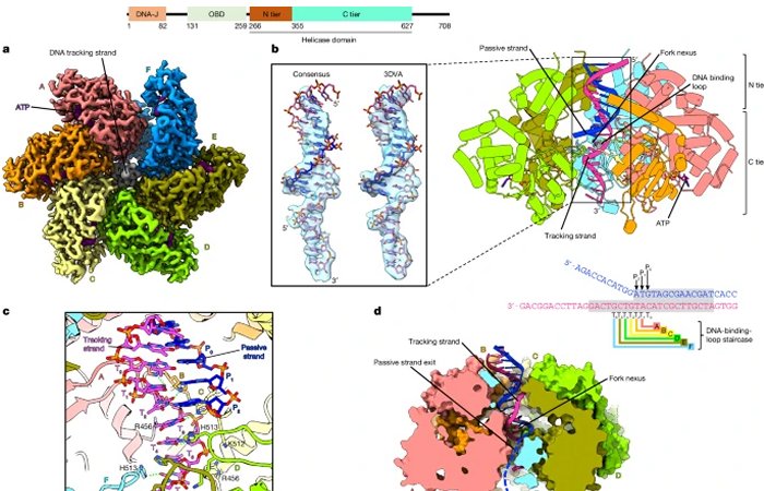 The Very First Steps Of DNA Replication - Observed