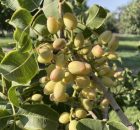 Cracking the code of pistachio genetics - New Map