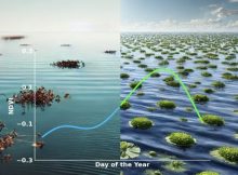 Can We Find Floating Vegetation On Ocean Planets?