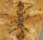 The Oldest Ant Ever Discovered Found Fossilized In Brazil
