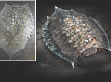 Ancient Fossil Illuminates A 100-Year-Old Arthropod Evolution Mystery